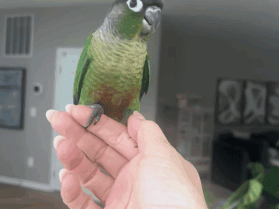 Handfed Green Cheek Conure Babies Available!